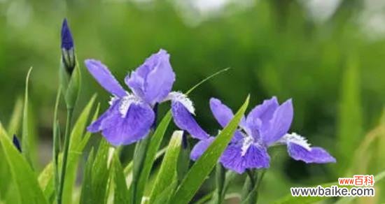 传达沉着与自信 蓝色鸢尾花的花语