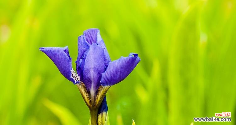 传达沉着与自信 蓝色鸢尾花的花语
