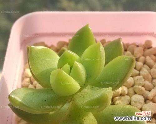 传达忠诚、美好祝愿的黄丽花 解读黄丽的花语