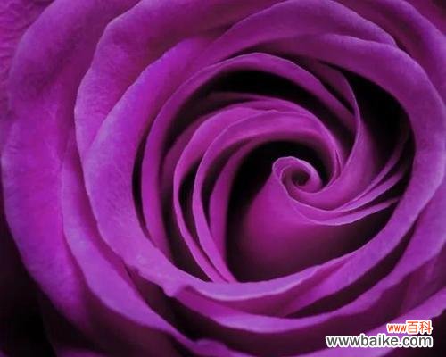 探寻紫色玫瑰的神秘世界 紫色玫瑰的花语
