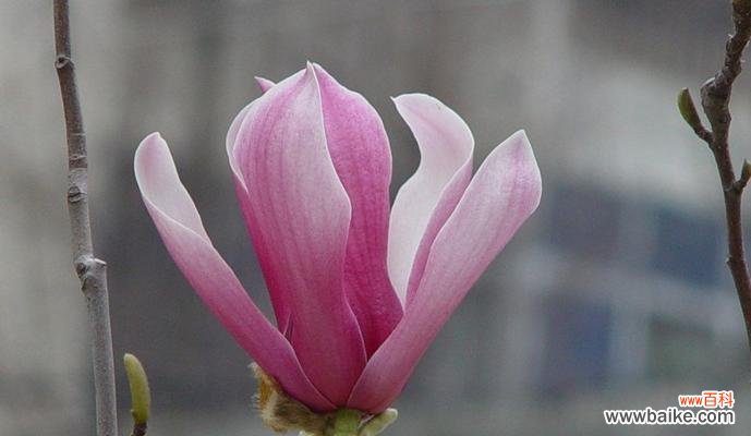 探究木兰花的象征意义 木兰花花语解析