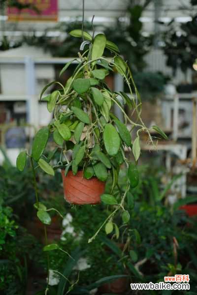 球兰不开花的原因