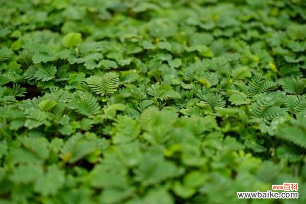 含羞草图片：含羞草开花吗