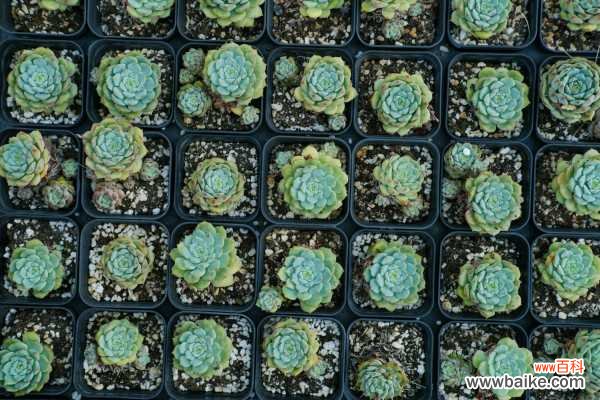 多肉盆里塞点它，又肥又亮胖成球，叶子比手指还粗！