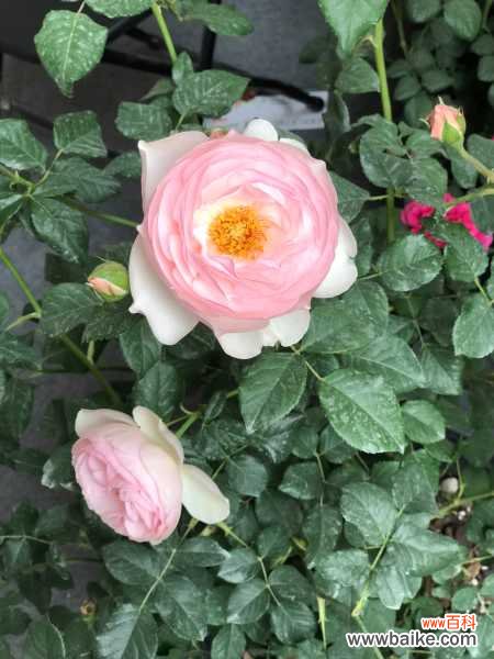 月季叶子干枯怎么办