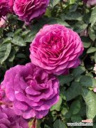 月季叶子干枯怎么办