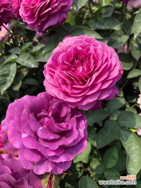 月季叶子干枯怎么办