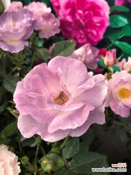 月季叶子干枯怎么办