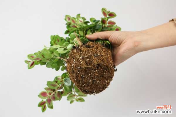 金鱼吊兰受冻了怎么办