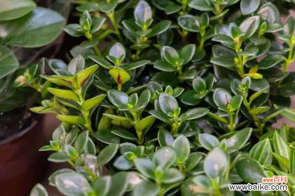 金鱼吊兰受冻了怎么办