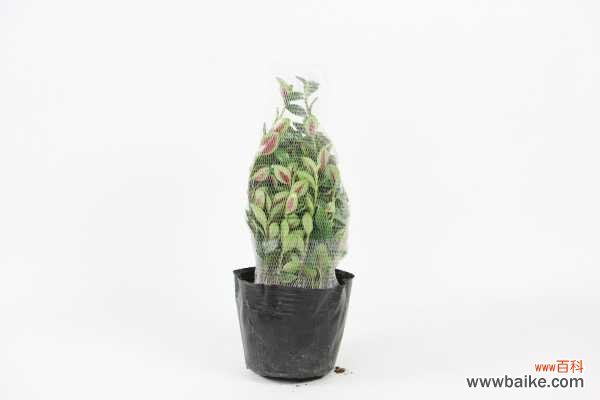 金鱼吊兰徒长怎么办