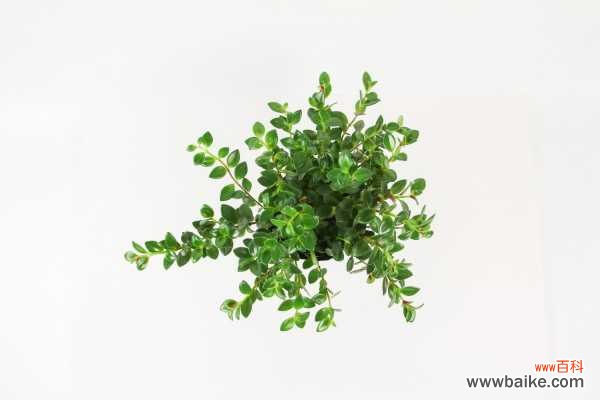 金鱼吊兰徒长怎么办