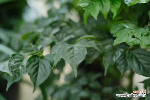 幸福树受冻了怎么办