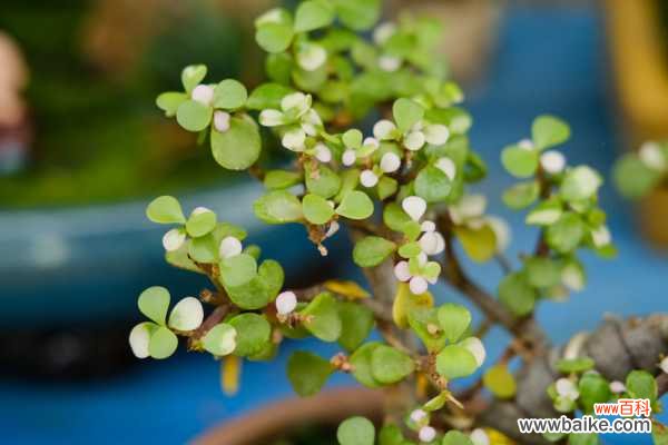 金枝玉叶叶片变色怎么办