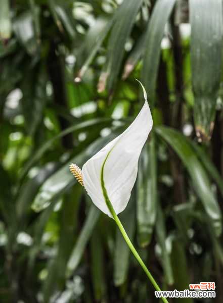 白掌叶子全软了怎么办