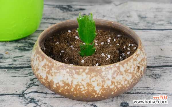 蟹爪兰掉叶子怎么办