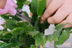 蟹爪兰叶子干枯怎么办