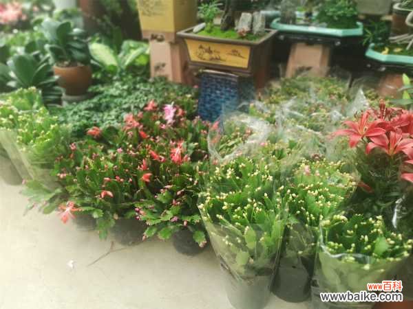 蟹爪兰受冻了怎么办