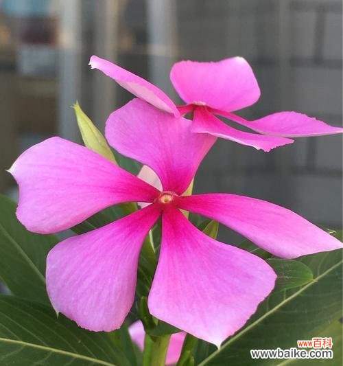 一朵又一朵盛开 长春花花语