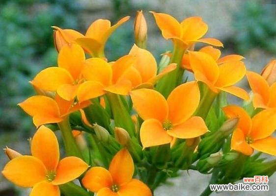 探索长寿花的神秘力量 长寿花的寓意与象征风水