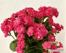 探索长寿花切花的生长环境和艺术价值 长寿花切花的繁衍与应用