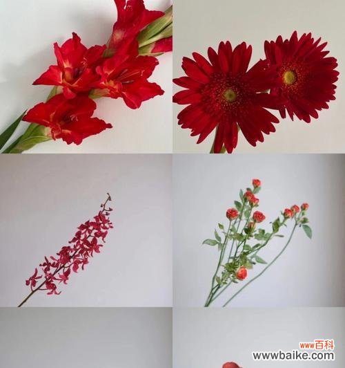 美丽而脆弱的植物世界 以针垫花花语与养护技巧