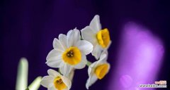 探寻珍珠花的花语与魅力 珍珠花