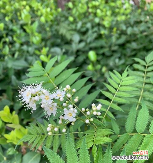 探索珍珠梅花所传递的深刻寓意 珍珠梅花