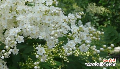 探索珍珠梅花所传递的深刻寓意 珍珠梅花