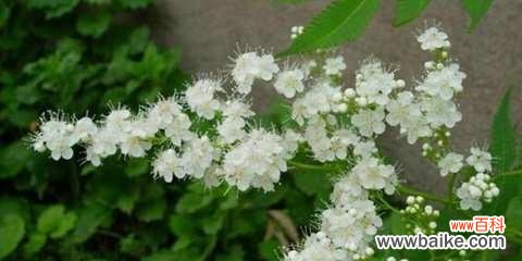 探索珍珠梅花所传递的深刻寓意 珍珠梅花