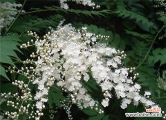 解读珍珠绣线菊花语及其象征意义 珍珠绣线菊花语的美丽与含义