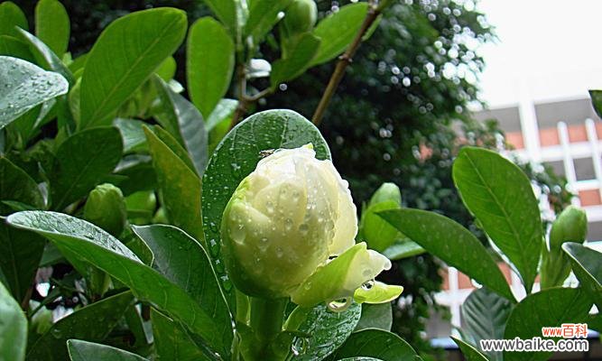 传达心意的鲜花选择及适应场合 以栀子花的寓意为主题的送礼指南