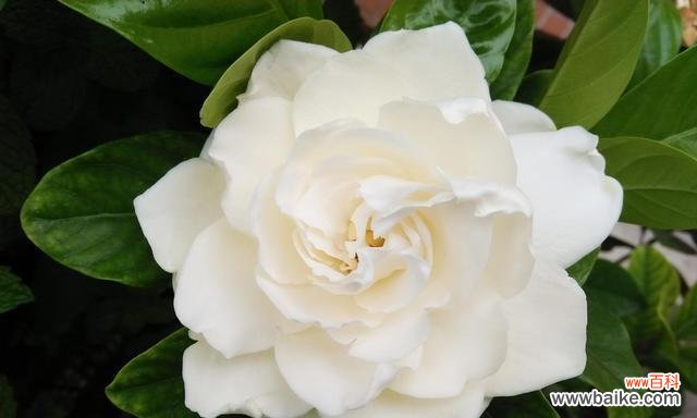 探寻栀子花的情感表达与文化象征 栀子花的寓意和象征意义