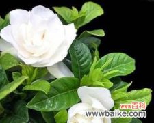 探寻栀子花的情感表达与文化象征 栀子花的寓意和象征意义