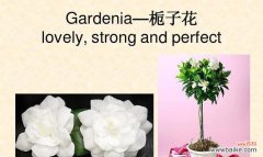 栀子花的浪漫与传说 栀子花的花语与神话故事