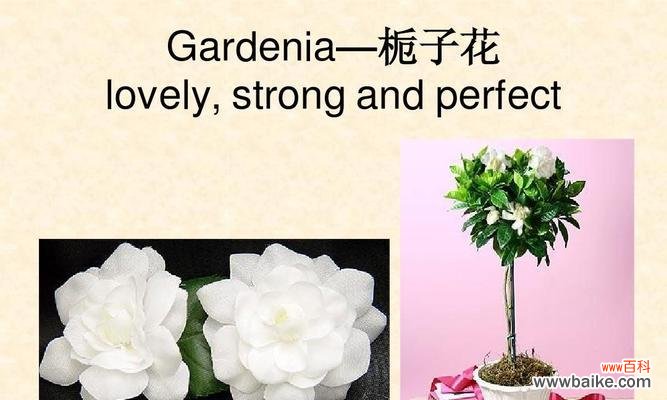 栀子花的浪漫与传说 栀子花的花语与神话故事