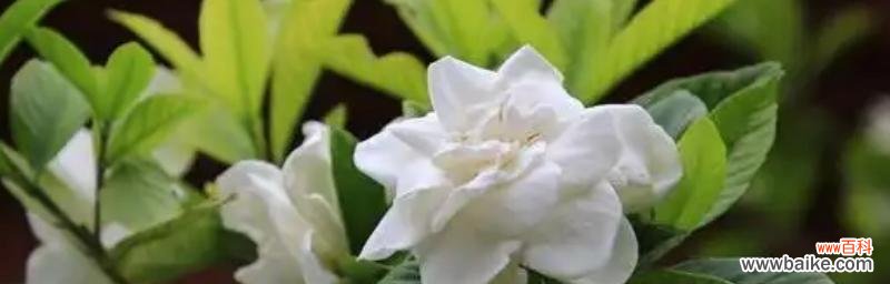 栀子花的浪漫与传说 栀子花的花语与神话故事