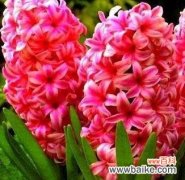 粉色风信子代表什么？粉色风信子的寓意有哪些？