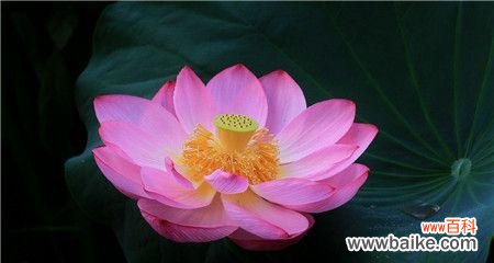 粉色荷花的花语和寓意是什么?粉色荷花代表了哪些美好的含义?