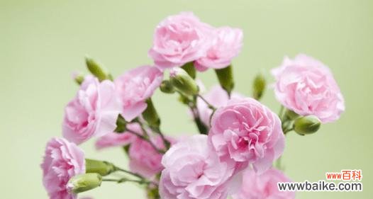 粉色花语代表什么意思?粉色花卉的象征意义有哪些?