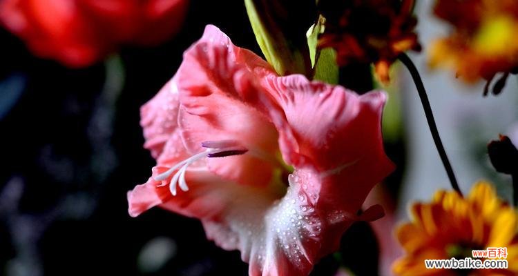 粉色剑兰代表什么？粉色剑兰的花语有哪些含义？