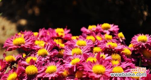 粉色菊花代表什么含义？粉色菊花的花语有哪些？