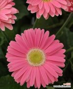 粉色菊花代表什么含义？粉色菊花的花语有哪些？