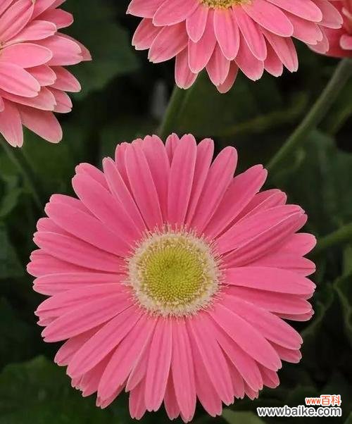 粉色菊花代表什么含义？粉色菊花的花语有哪些？