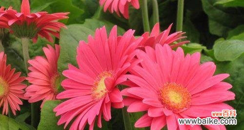 粉色菊花代表什么含义？粉色菊花的花语有哪些？