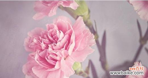 粉色康乃馨的花语是什么?如何正确表达爱意?