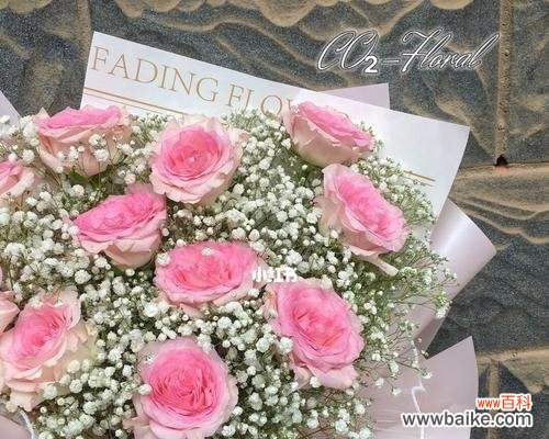 粉色满天星的花语是什么？如何正确表达爱意？