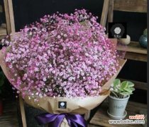 粉色满天星的花语是什么？如何正确表达爱意？