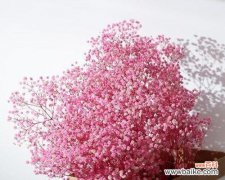 粉色满天星代表什么？粉色满天星的花语和寓意有何深意？