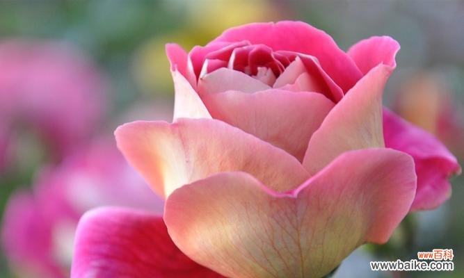 粉色玫瑰的花语是什么?粉色玫瑰代表什么含义?